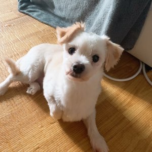 강아지분실실종 경기도 파주시