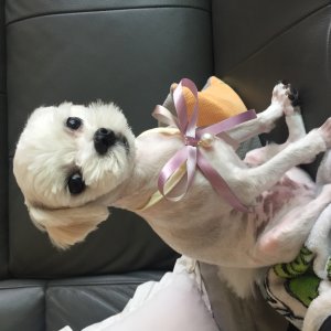 강아지분실실종 경상북도 포항시 북구