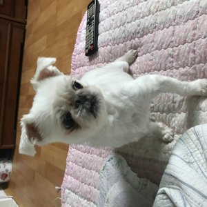 강아지분실실종 대전광역시 서구
