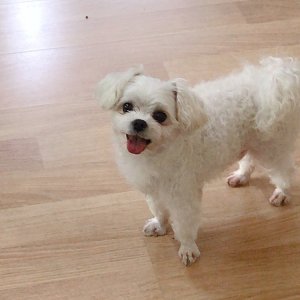 강아지분실실종 서울특별시 마포구
