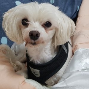 강아지분실실종 충청남도 천안시 서북구