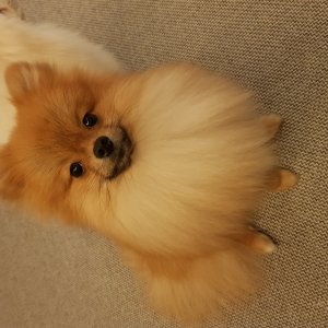 강아지분실실종 경기도 고양시 일산서구