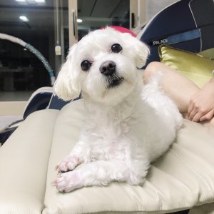 강아지분실실종 경기도 부천시 소사구