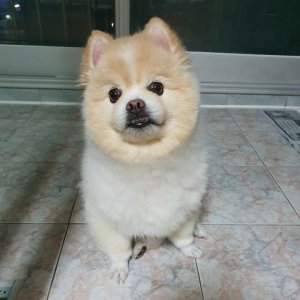 강아지분실실종 부산광역시 북구