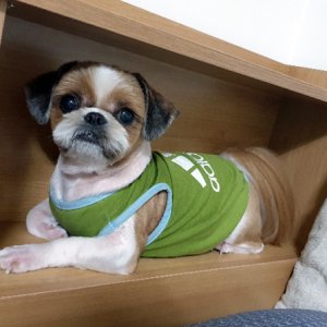강아지분실실종 경기도 광명시