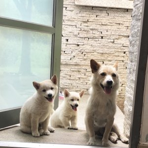 강아지분실실종 경기도 가평군