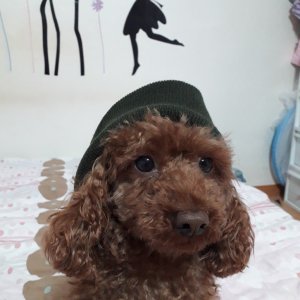 강아지분실실종 경기도 안산시 상록구