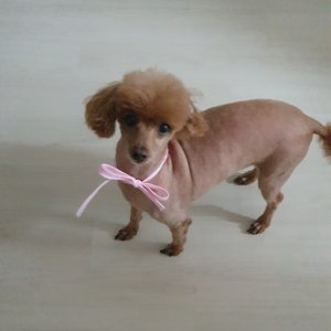 강아지분실실종 강원도 강릉시