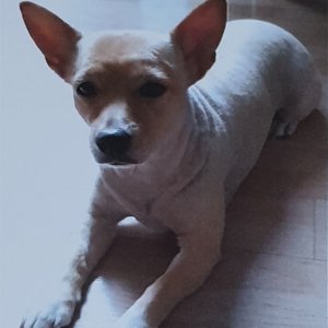 강아지분실실종 서울특별시 영등포구