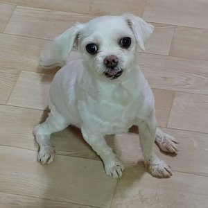 강아지분실실종 서울특별시 광진구