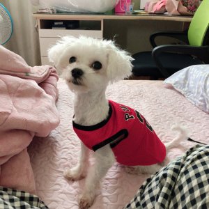 강아지분실실종 경상남도 김해시