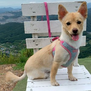 강아지분실실종 경상북도 봉화군