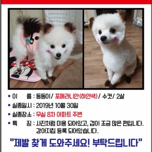 강아지분실실종 강원도 원주시