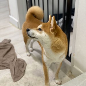 강아지분실실종 대전광역시 중구