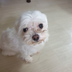 강아지분실실종 대구광역시 수성구