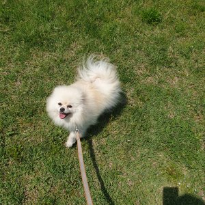 강아지분실실종 대전광역시 서구