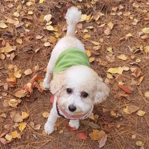 강아지분실실종 서울특별시 강북구