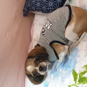 강아지분실실종 경상북도 경산시