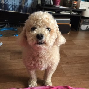 강아지분실실종 충청북도 제천시