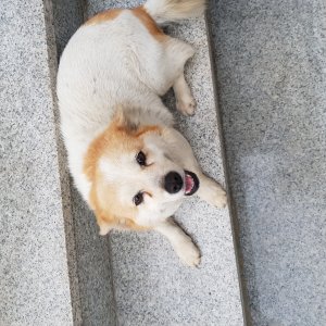 강아지분실실종 서울특별시 서초구