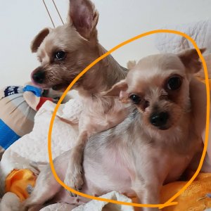 강아지분실실종 서울특별시 광진구