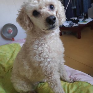 강아지분실실종 경상남도 양산시