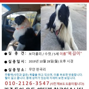 강아지분실실종 경상남도 밀양시