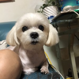 강아지분실실종 경기도 시흥시