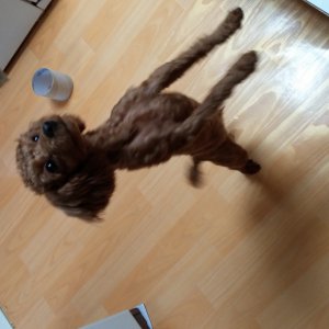 강아지분실실종 서울특별시 금천구