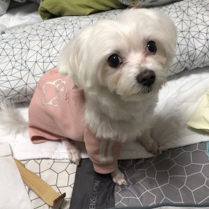 강아지분실실종 대전광역시 중구
