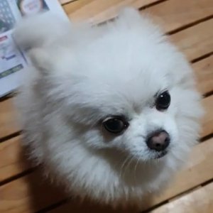 강아지분실실종 경기도 여주시