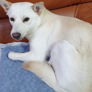 강아지분실실종 경상남도 고성군