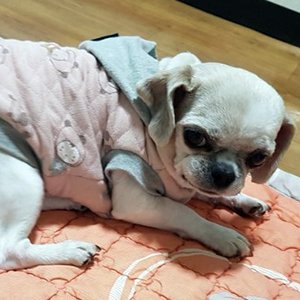 강아지분실실종 경상남도 창원시 의창구