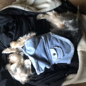 강아지분실실종 경상북도 구미시