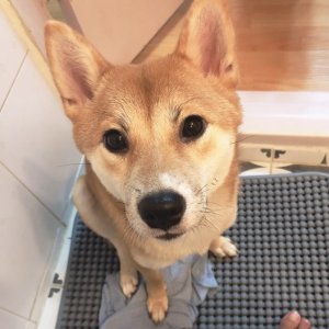 강아지분실실종 서울특별시 구로구