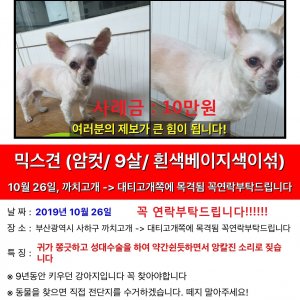 강아지분실실종 부산광역시 사하구