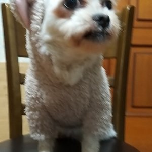 강아지분실실종 경기도 의정부시
