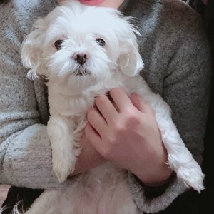 강아지분실실종 경기도 고양시 일산서구