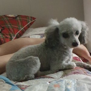 강아지분실실종 부산광역시 남구