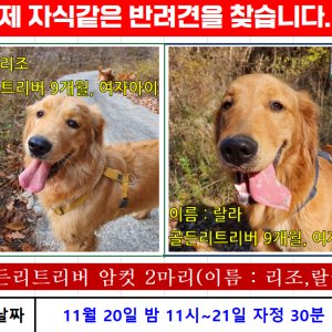 강아지분실실종 강원도 춘천시