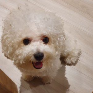 강아지분실실종 경기도 남양주시
