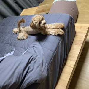 강아지분실실종 서울특별시 강북구