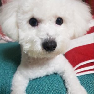 강아지분실실종 부산광역시 수영구