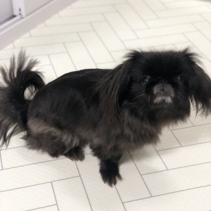 강아지분실실종 서울특별시 광진구