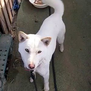 강아지분실실종 경기도 평택시