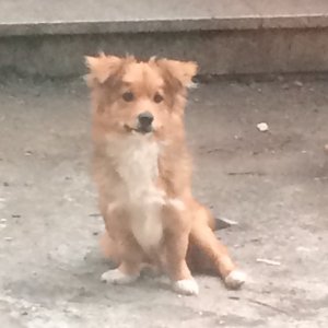 강아지분실실종 서울특별시 서초구
