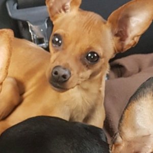 강아지분실실종 충청남도 논산시