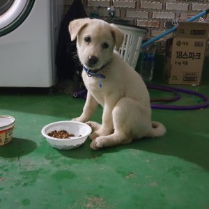 강아지분실실종 경기도 파주시