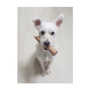 강아지분실실종 인천광역시 부평구