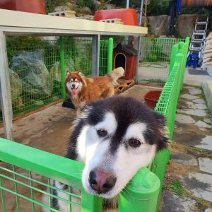 강아지분실실종 충청남도 공주시